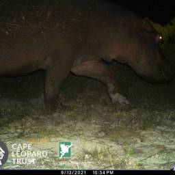 Hippo